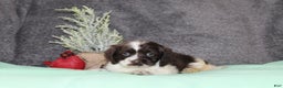 Cocker Spaniel dogs for sale: Silver - Ad 2