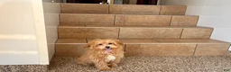 Maltipoo dogs for sale: Cutie  - Ad 1