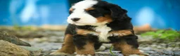 Mini Bernedoodle dogs for sale: Mooney Mini Bernedoodle  - Ad 4