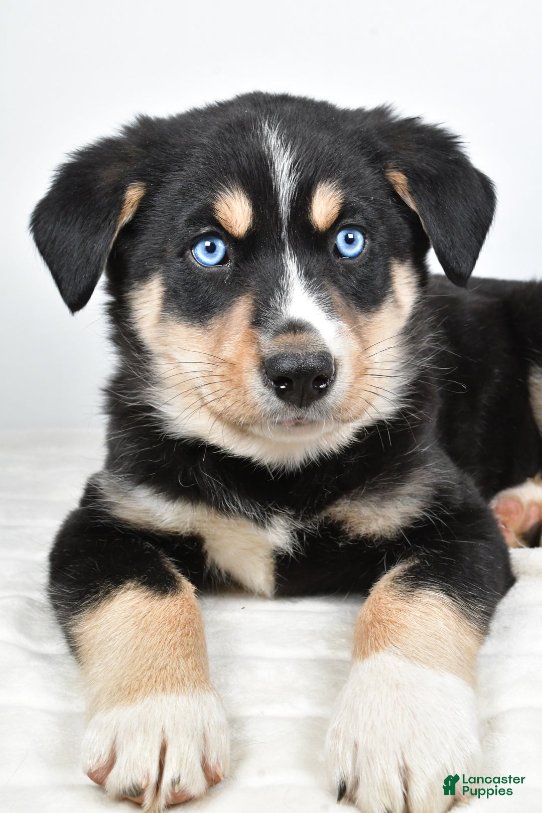 Mixed Breed dogs for sale: Diesel - Ad 2