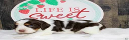 English Springer Spaniel dogs for sale: Jet - Ad 3