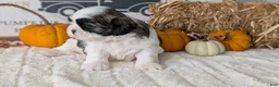 Shih Tzu dogs for sale: Kip - Ad 9