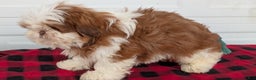 Shih Tzu dogs for sale: Mason - Ad 5