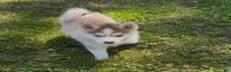 Pomsky dogs for sale: Rex - Ad 3