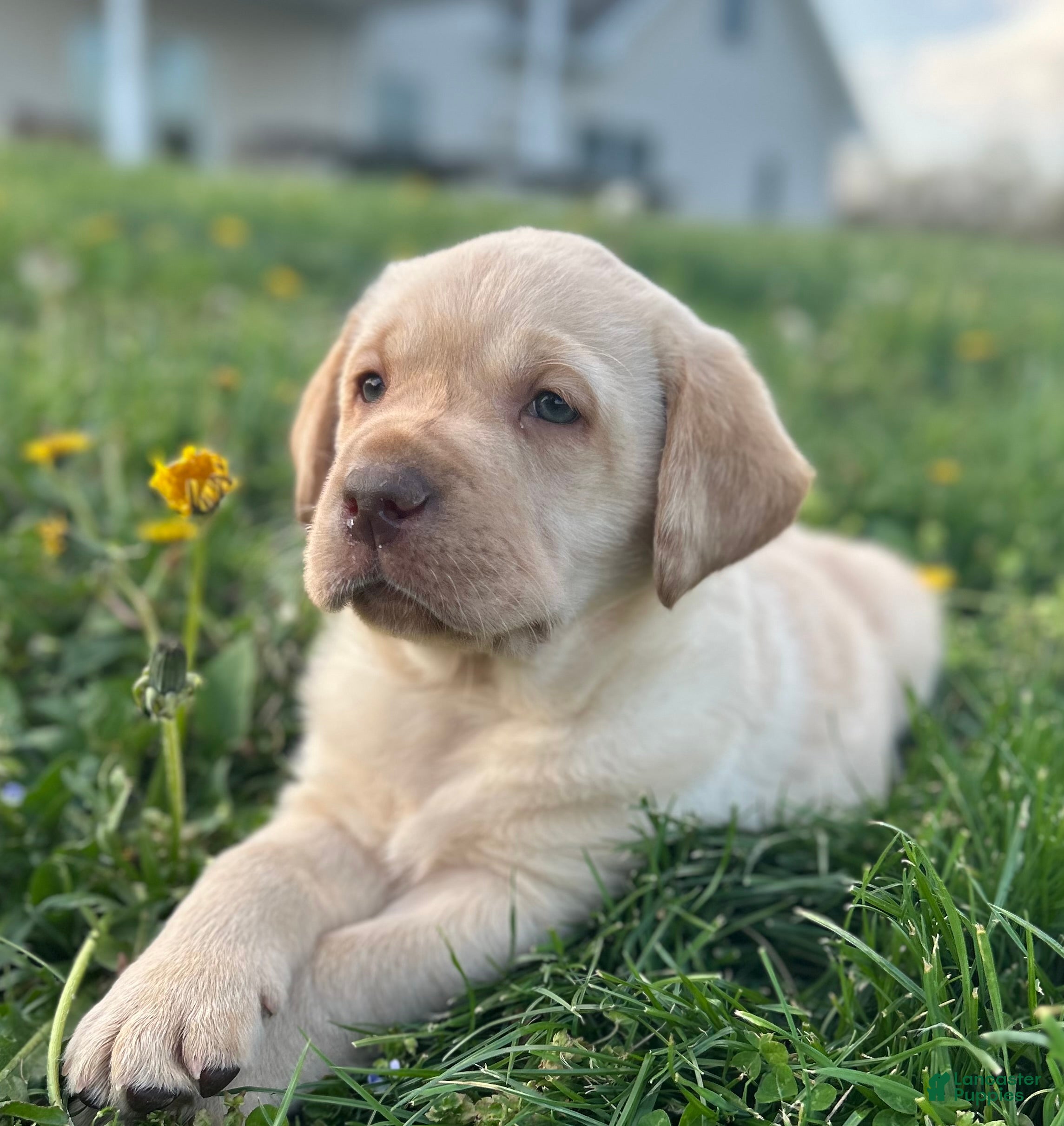 Labrador Retriever dogs for sale: Dexter - Ad 1