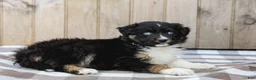 Australian Shepherd dogs for sale: Russel - Ad 5