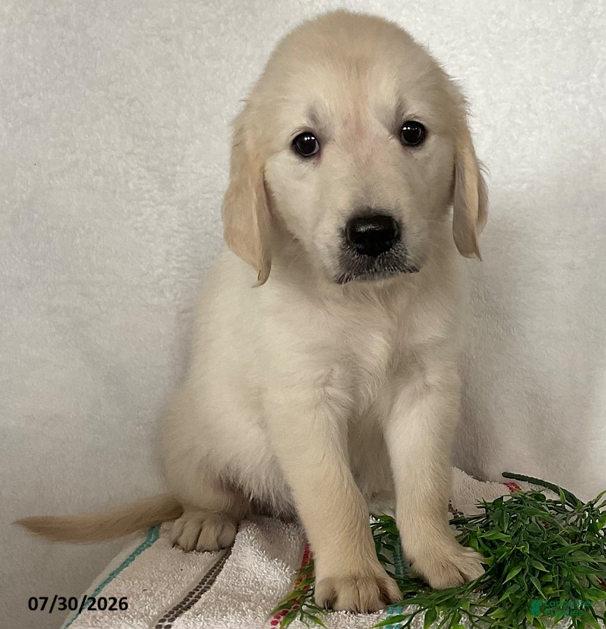 Golden Retriever dogs Daisy - Ad 2