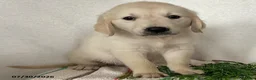 Golden Retriever dogs for sale: Daisy - Ad 2