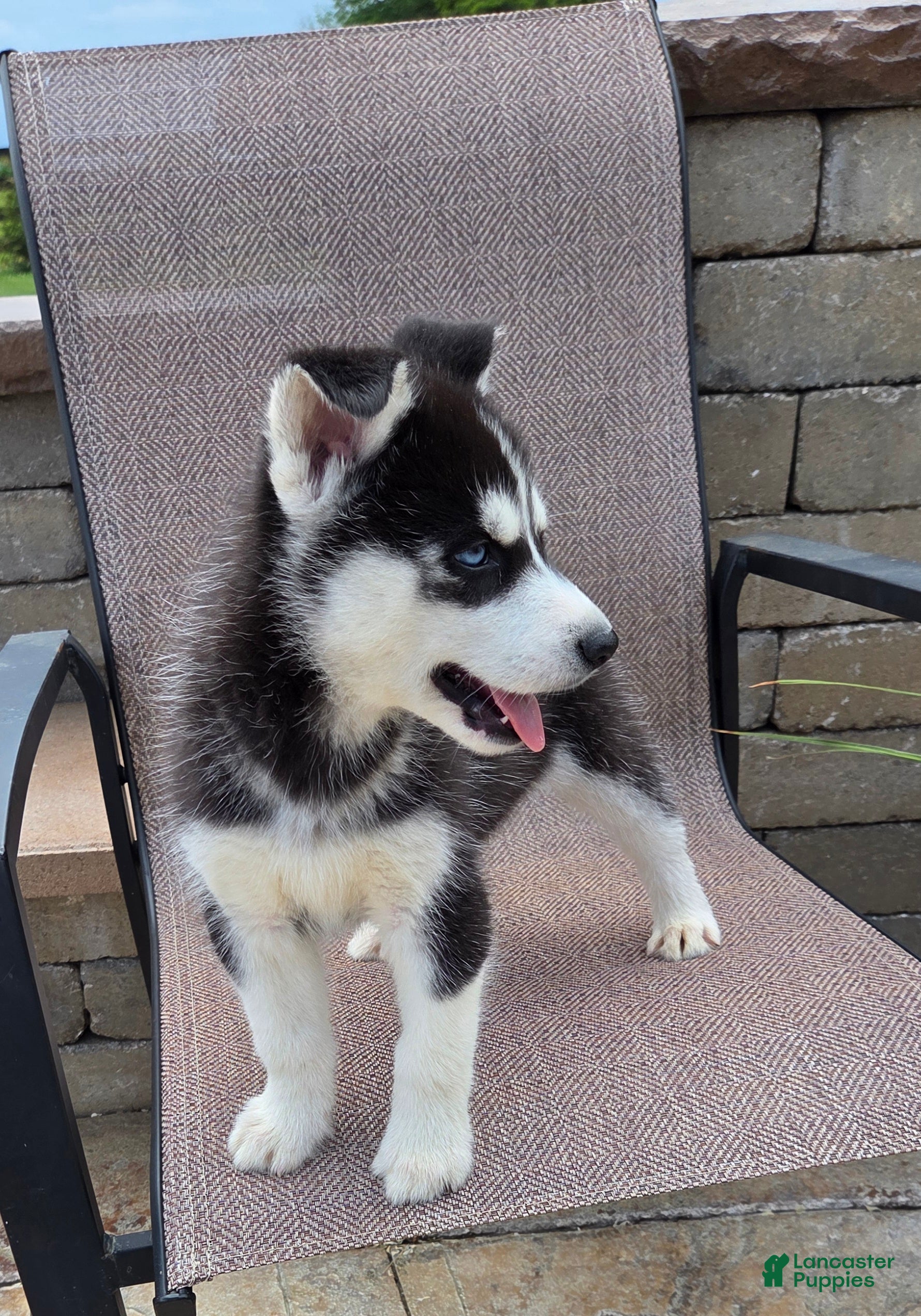 Siberian Husky dogs East - Ad 2