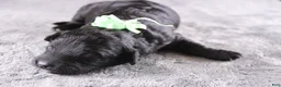 Mini Goldendoodle dogs for sale: Harmony - Ad 3