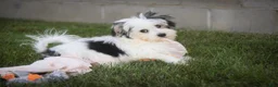 Havanese dogs for sale: Twila Havanese Puppy  - Ad 3