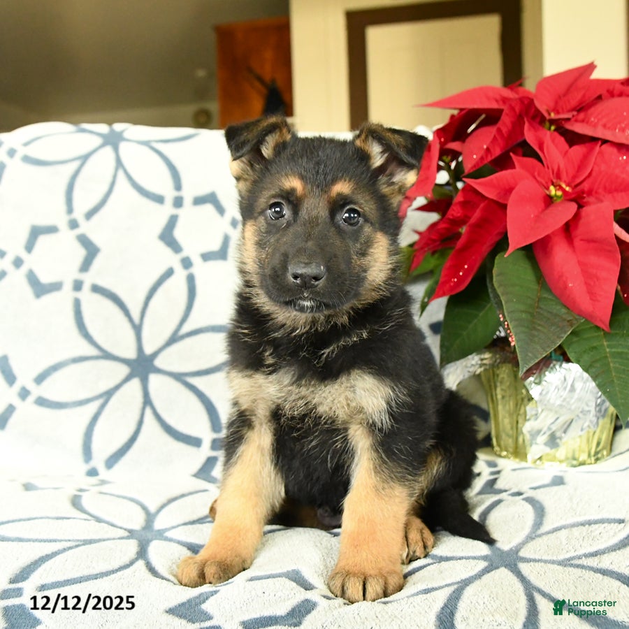 German Shepherd dogs Kringle - Ad 25