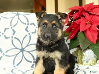 German Shepherd dogs Kringle - Ad 25