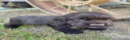 Cocker Spaniel dogs for sale: Tony - Ad 3