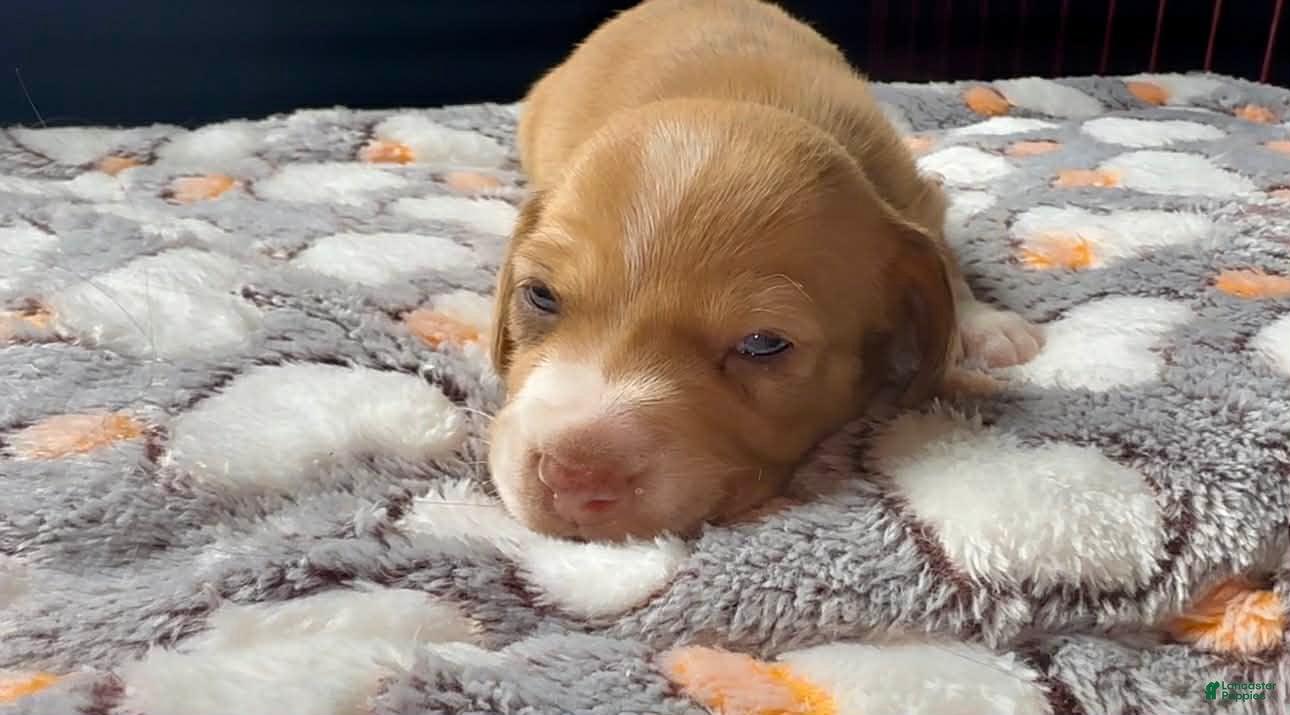 Miniature Dachshund dogs Miniature Dachshund Puppy 3 - Ad 1