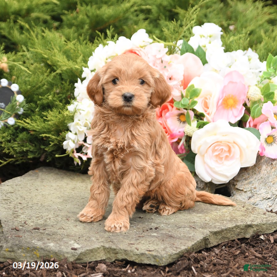 Mini Goldendoodle dogs Shirley - Ad 2