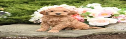 Mini Goldendoodle dogs for sale: Shirley - Ad 2