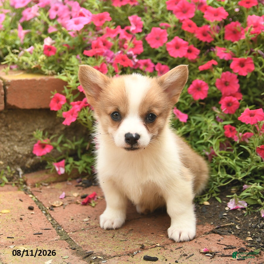 Welsh Corgi Pembroke dogs Roxey  - Ad 2