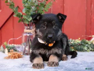 German Shepherd dogs for sale: Arlo - Ad 1