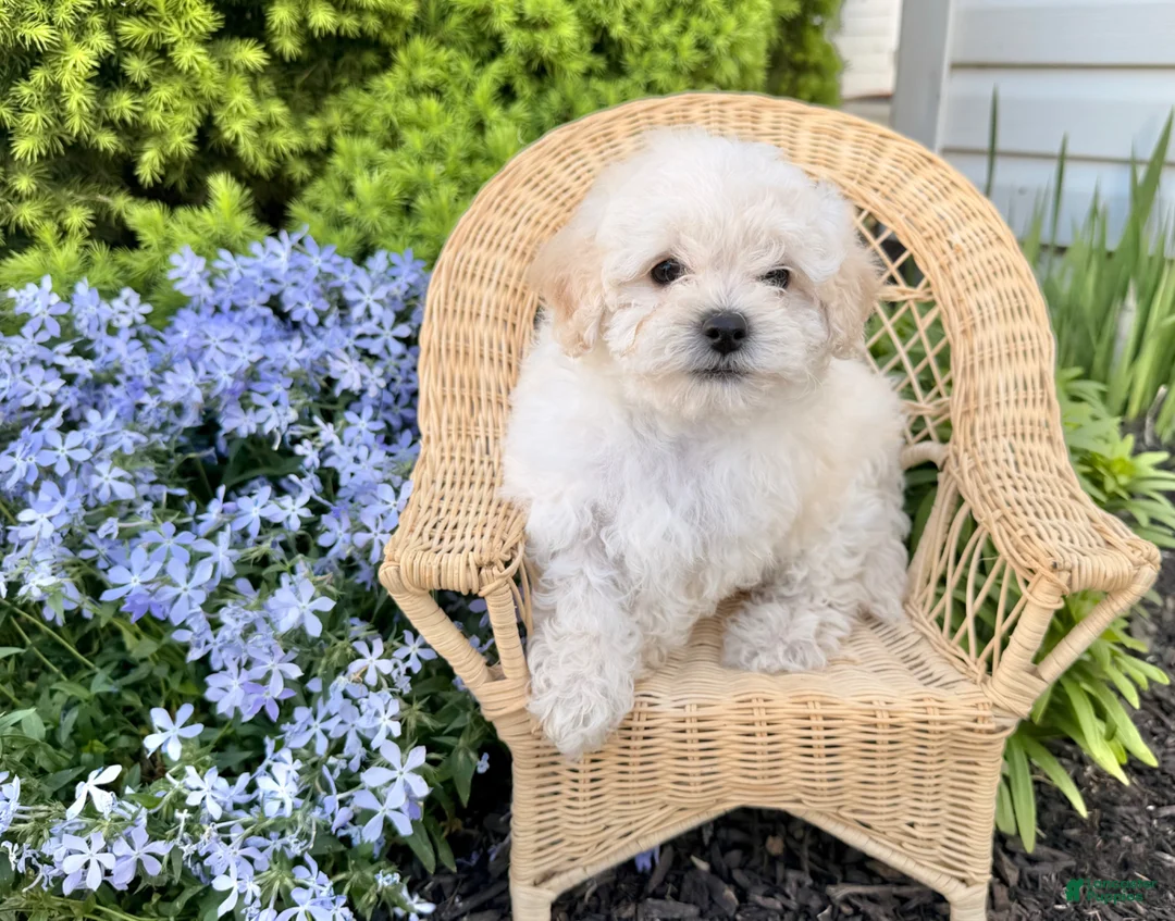 Bichpoo dogs for sale: Mandy  - Ad 5