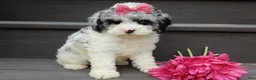 Cockapoo dogs for sale: Hailey - Ad 6