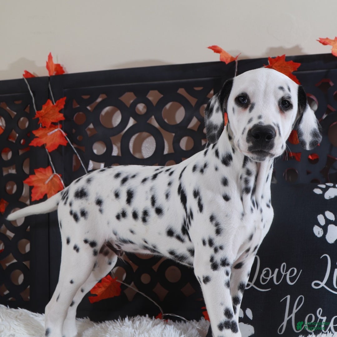 Dalmatian dogs for sale: Dalmatian Puppy 1 - Ad 2