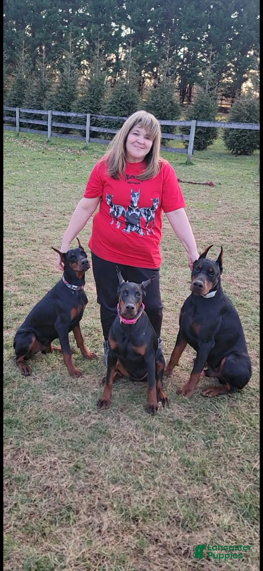 Doberman Pinscher dogs for sale: Thanos  - Ad 10