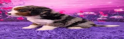 Mini Bernedoodle dogs for sale: Beau - Ad 3
