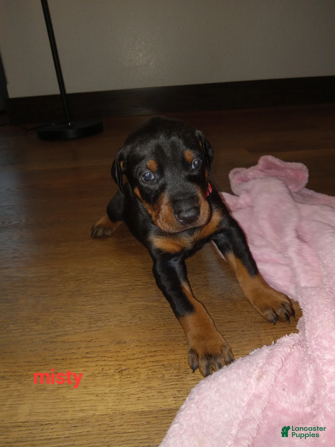 Doberman Pinscher dogs for sale: Misty - Ad 1