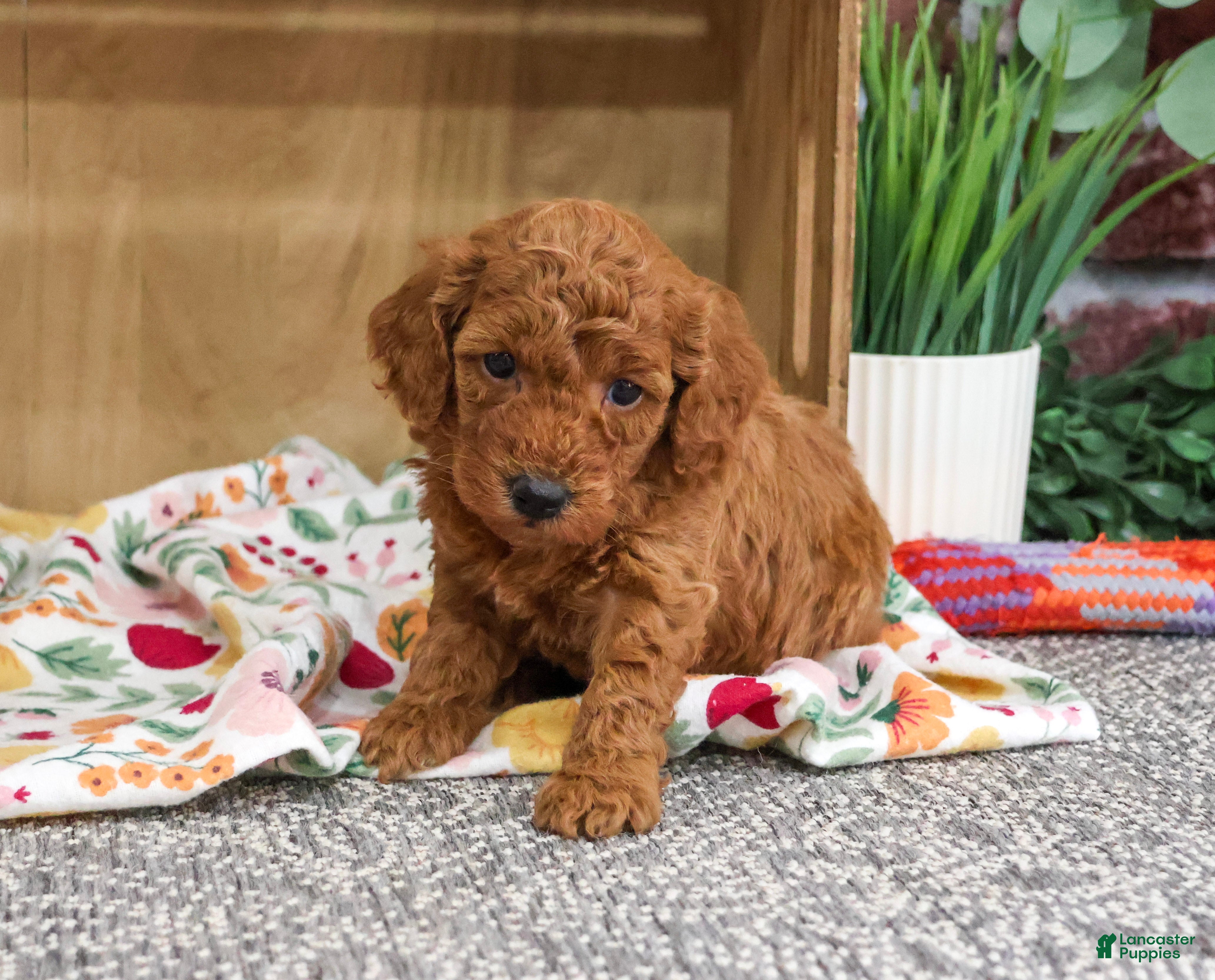 Miniature Poodle dogs Adeline - Ad 2