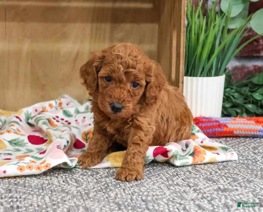 Miniature Poodle dogs for sale: Adeline - Ad 1