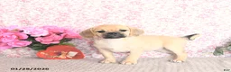 Puggle dogs for sale: Karina - Ad 4