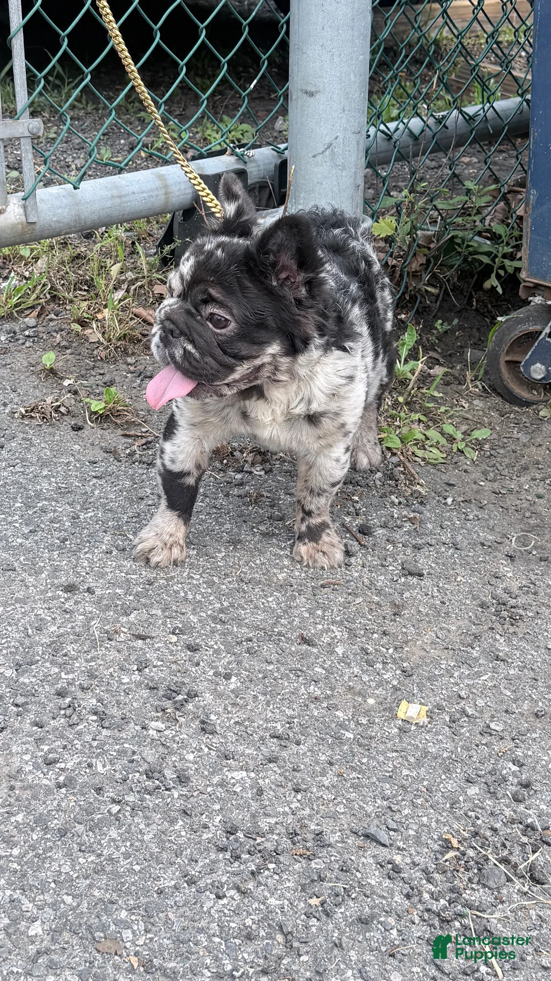 French Bulldog dogs for sale: Cruella - Ad 2