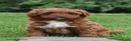 Mini Goldendoodle dogs for sale: Flora - Ad 3