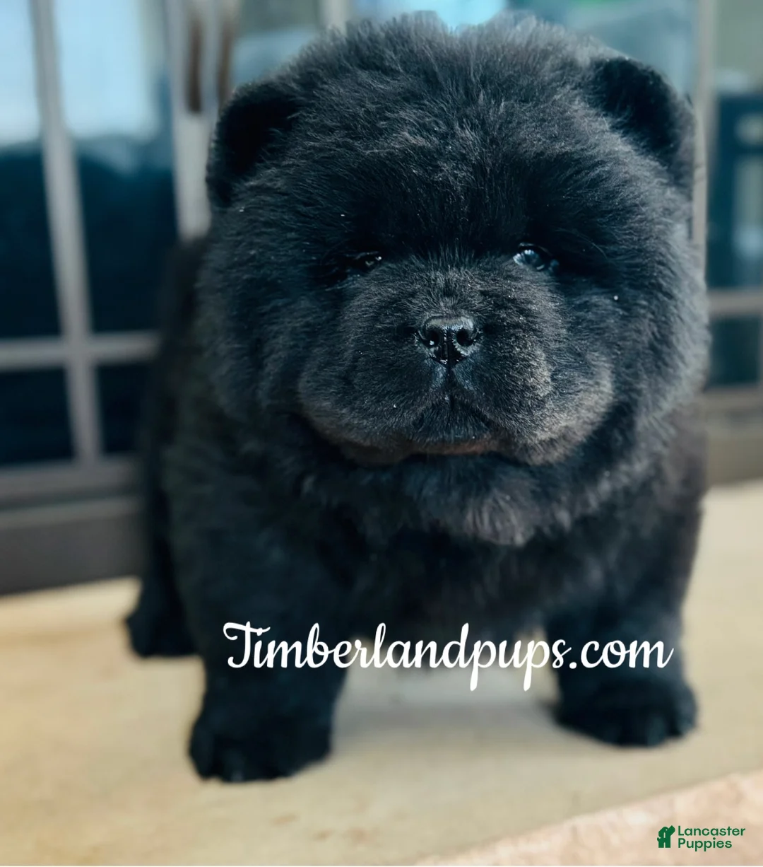 Chow Chow dogs for sale: Chow Chow Puppy 1 - Ad 2