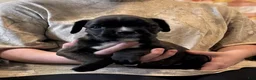 Boxer dogs for sale: Rebel - Ad 4
