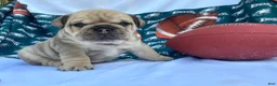 English Bulldog dogs for sale: Romeo - Ad 2