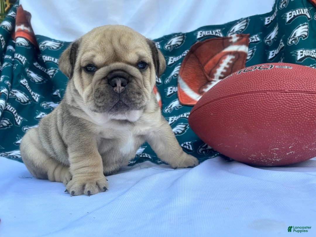English Bulldog dogs for sale: Romeo - Ad 2