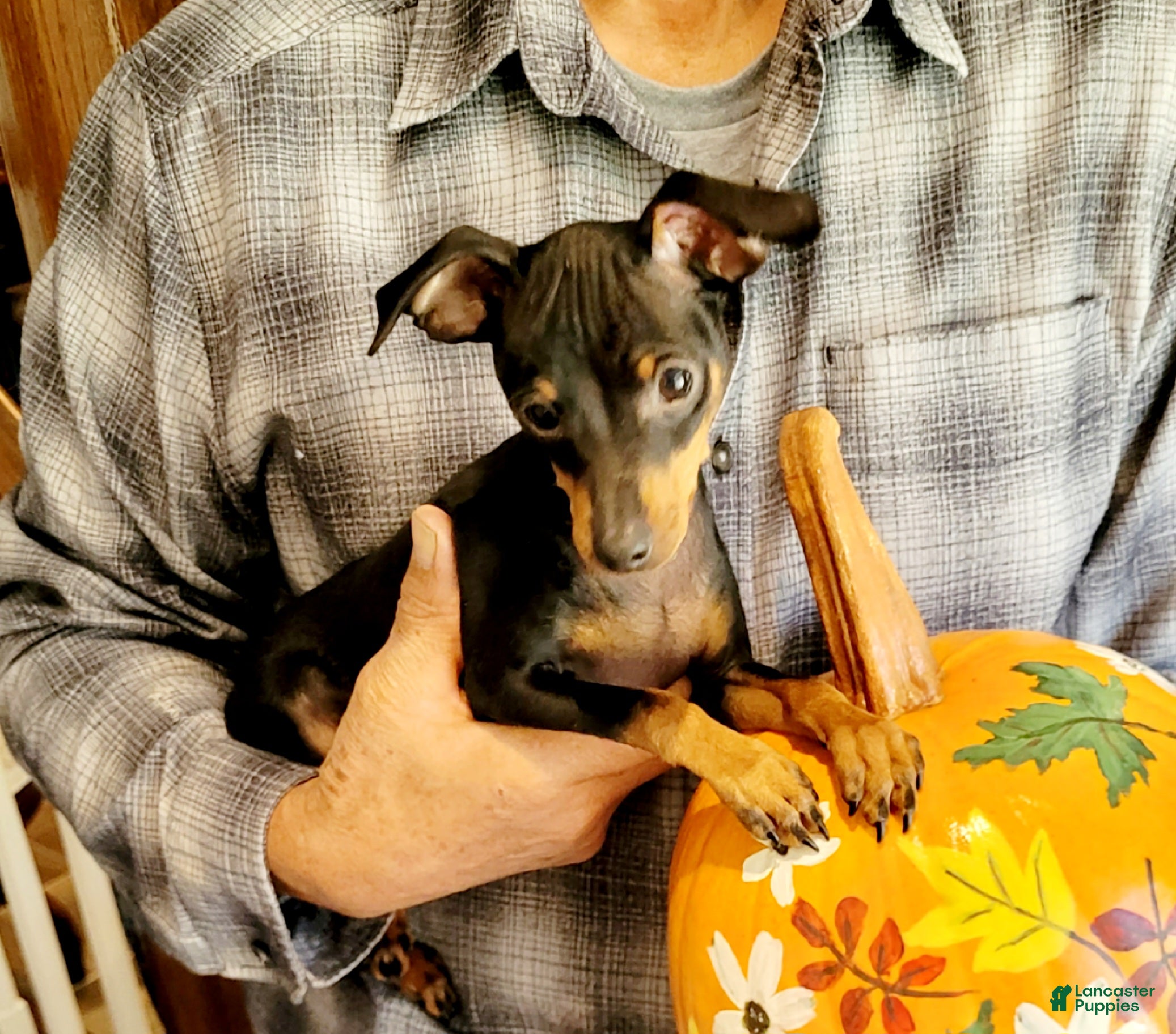 Miniature Pinscher dogs Paws 🐾  - Ad 36