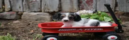Miniature Dachshund dogs for sale: Stella - Ad 6