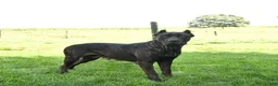 Cane Corso dogs for sale: Quirk - Ad 6
