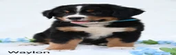 Bernese Mountain Dog dogs for sale: Waylon  - Ad 5