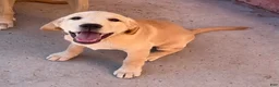 Goldador dogs for sale: Bertha - Ad 6