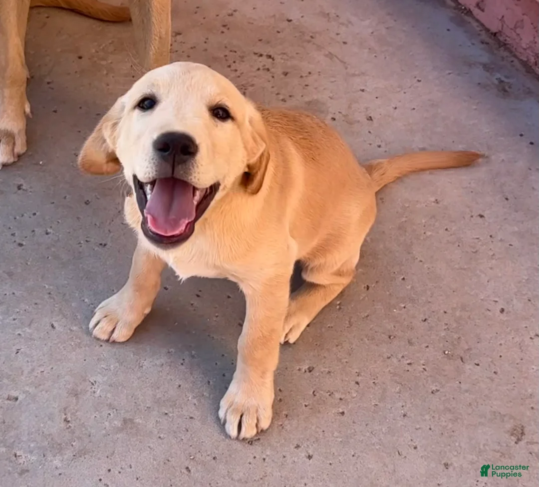 Goldador dogs for sale: Bertha - Ad 6
