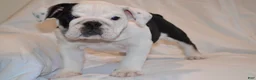 English Bulldog dogs for sale: Bayla (Black Tri) - Ad 3