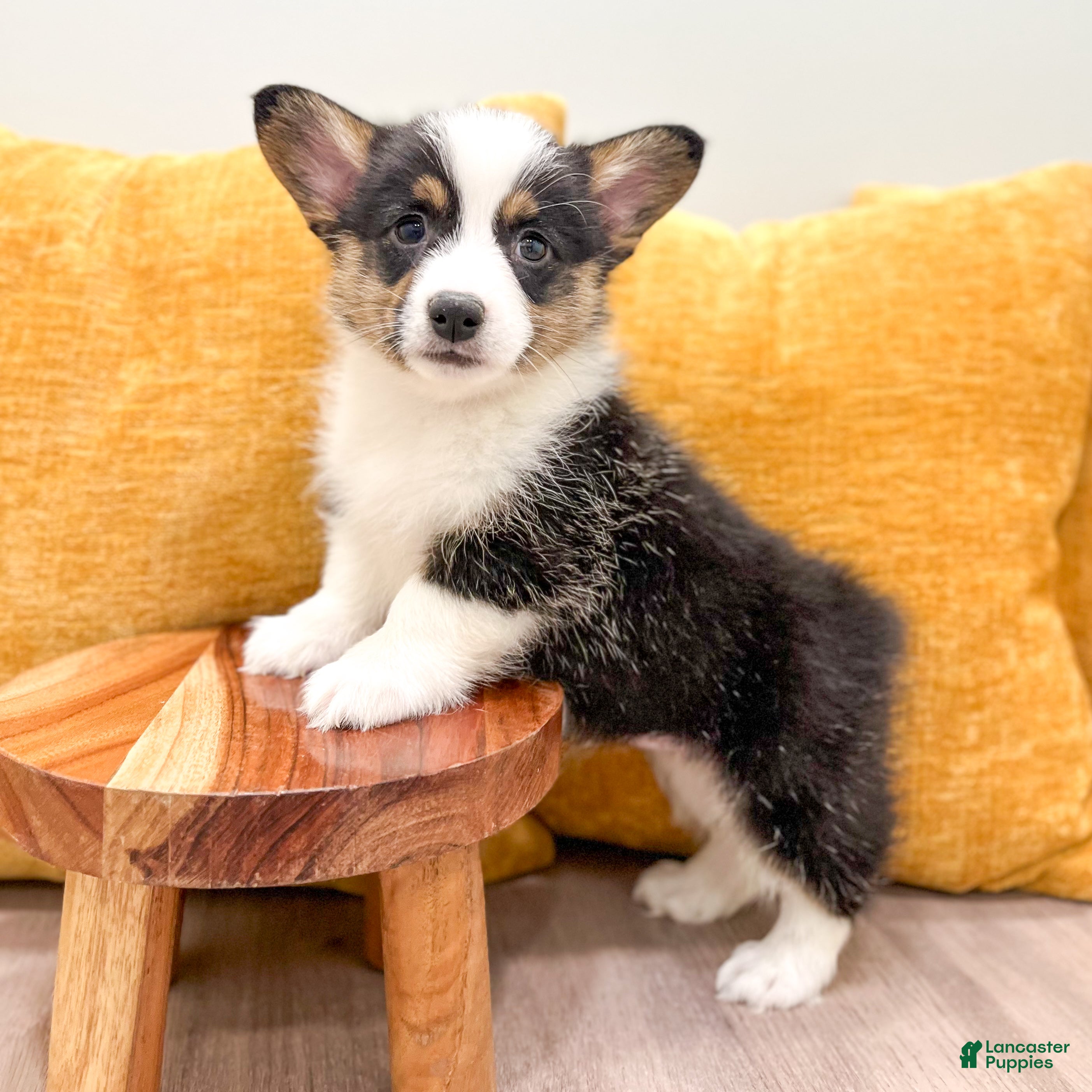 Welsh Corgi Pembroke dogs for sale: Susie - Ad 1