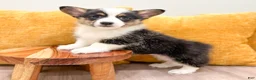Welsh Corgi Pembroke dogs for sale: Susie - Ad 1