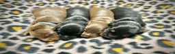 Miniature Dachshund dogs for sale: Betty - Ad 3