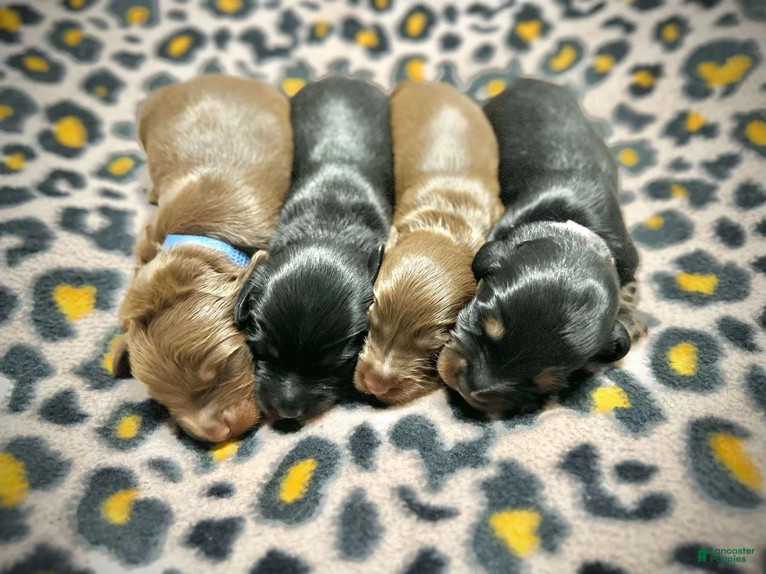 Miniature Dachshund dogs for sale: Betty - Ad 3