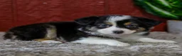 Miniature Australian Shepherd dogs for sale: Yvonne - Ad 6